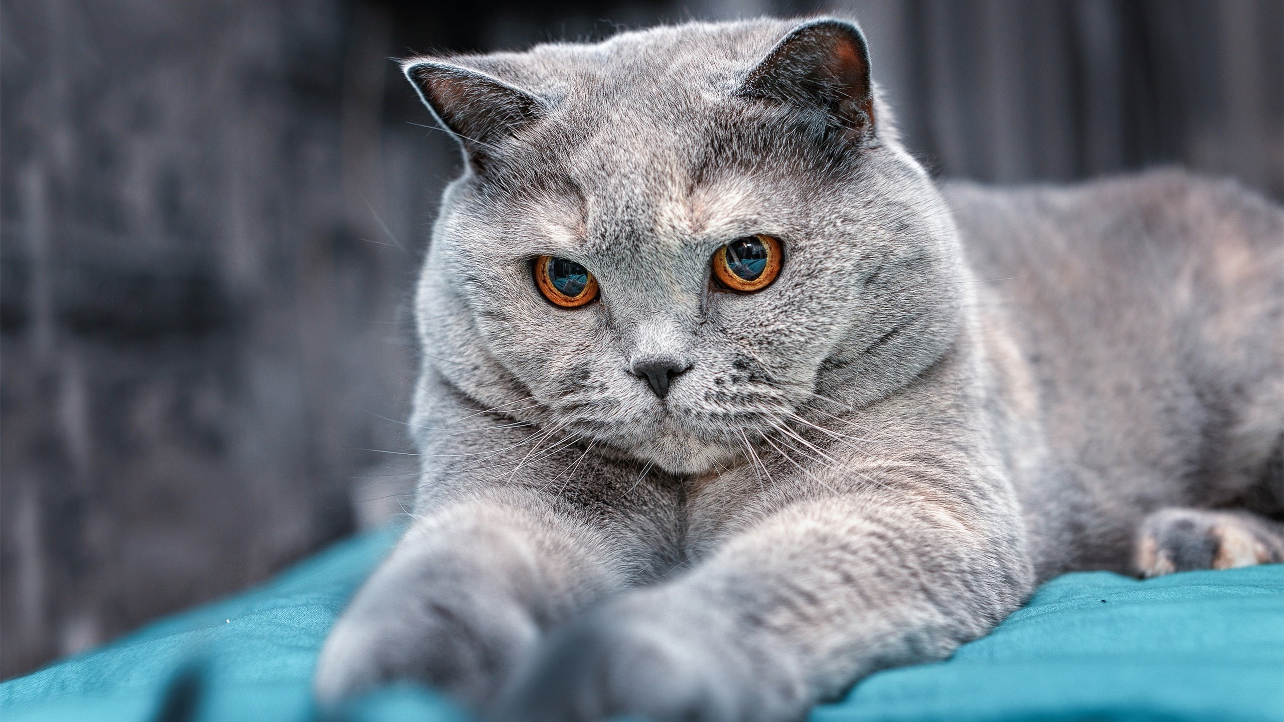 开云体育官网app-新疆男篮加强内线防守策略提升竞争力,新疆男篮合同