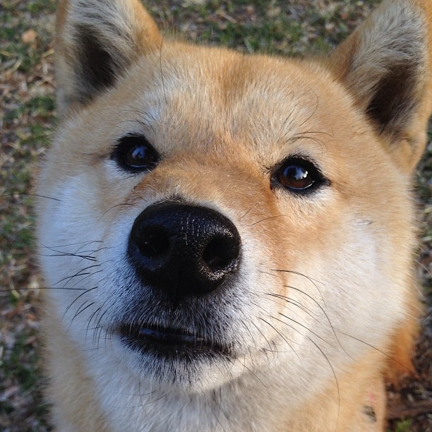 开云体育官网app-新疆男篮加强内线防守策略提升竞争力,新疆男篮合同