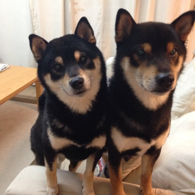 开云体育官网下载-杨瀚森通过大量实战提升比赛判断和阅读能力,杨瀚宇是谁